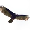 Kondor krocanovity - Cathartes aura - Turkey Vulture o3980